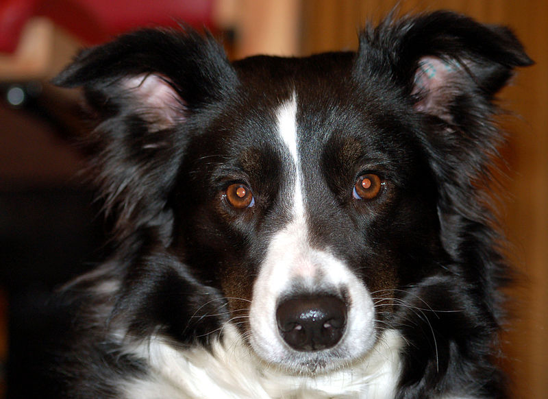 What are the different types of collies?