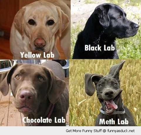 funny-black-yellow-chocolate-meth-lab-dogs-pics.jpg
